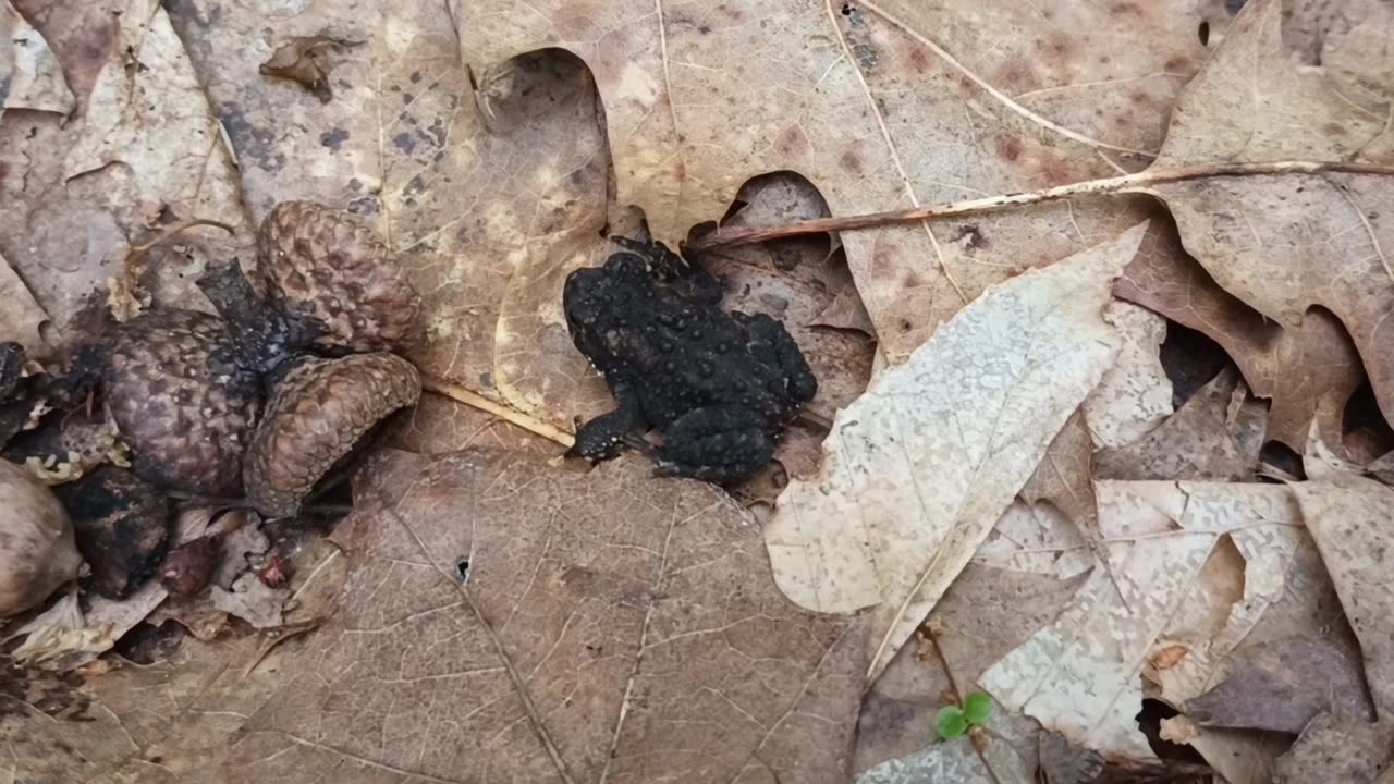 Toad