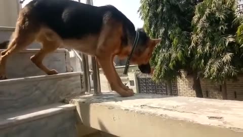 Angry Dogs