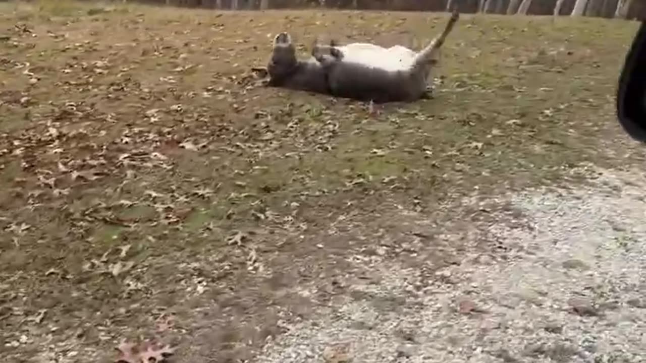 When you come home and find your donkey like this 😂