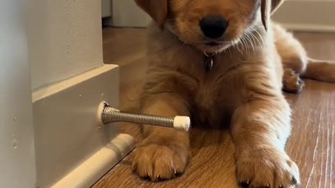 "Too Cute to Handle! Puppy’s First Slide Adventure – Heartwarming Reaction "