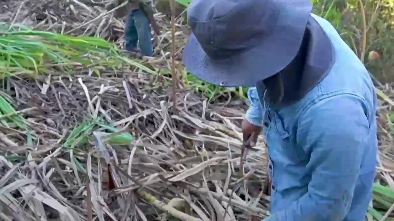 El arte de la elaboración de piloncillo en México podría desaparecer