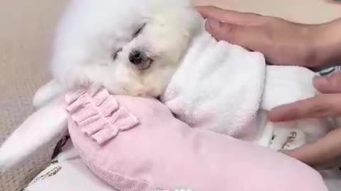 Why Do Puppies Sleep So Much? 💤 The Truth Every Dog Owner Should Know!