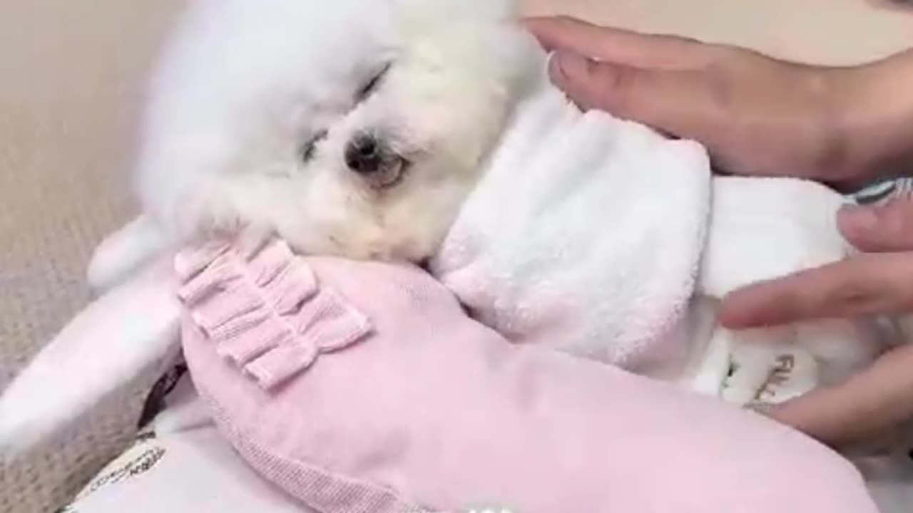Why Do Puppies Sleep So Much? 💤 The Truth Every Dog Owner Should Know!
