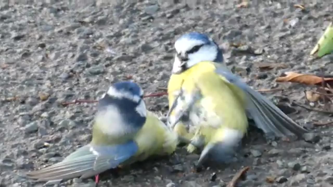 Blue tit fight in suburban Neston, Cheshire