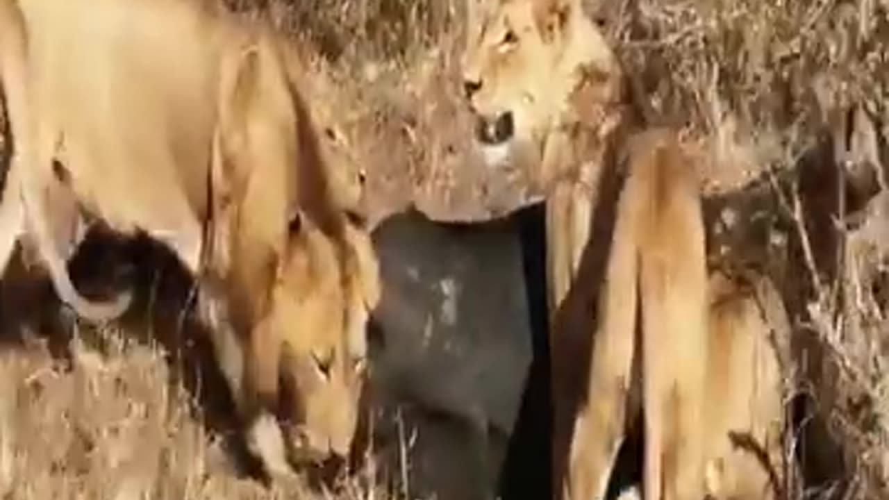 Group Lioness Hunting Buffalo and Baby buffalo