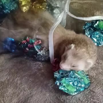 Drifting off to dreamland 💤