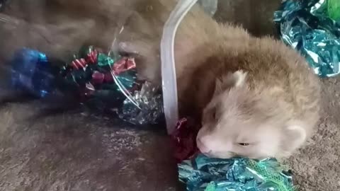 Drifting off to dreamland 💤