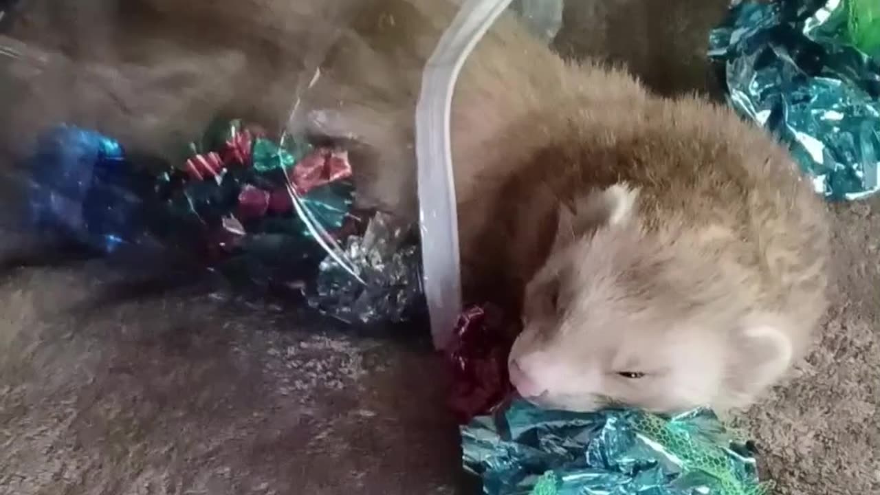 Drifting off to dreamland 💤