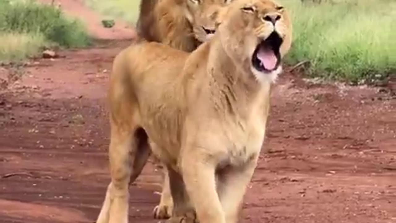 Male & Female