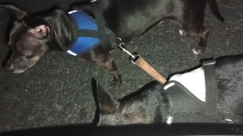 Kiko ChaCha Paco Chiquis rest stop of doggie walk Chiques barks, needs reassurance from me 202599384