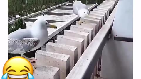 Best Frens