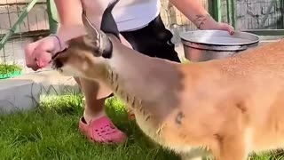 This family found an abandoned baby caracal cat ❤️