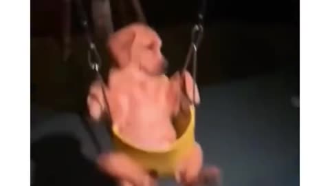Dogs playing at the playground