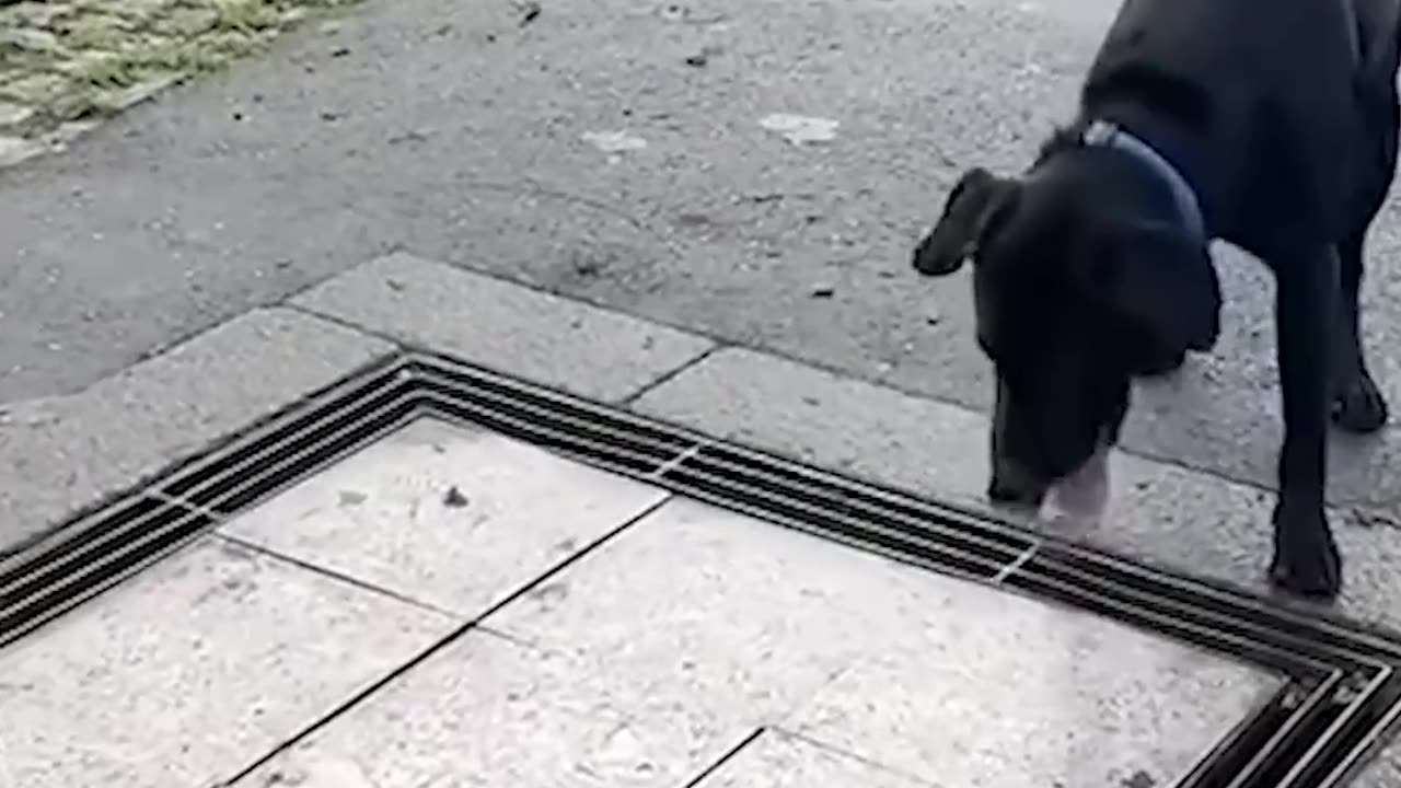 #01 "This Cat Planned the Ultimate Mischief and You Have to See It!"