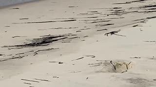 LOOK AT THEIR LITTLE LEGS GO! piping plovers
