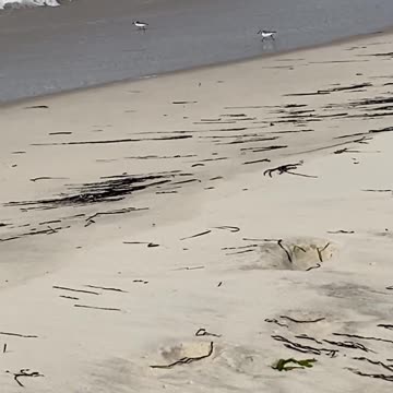 LOOK AT THEIR LITTLE LEGS GO! piping plovers