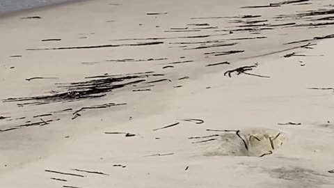 LOOK AT THEIR LITTLE LEGS GO! piping plovers
