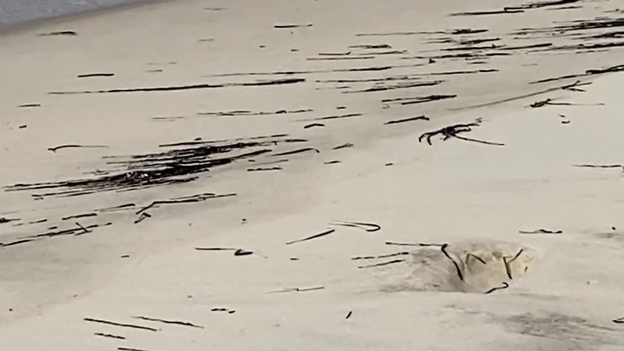 LOOK AT THEIR LITTLE LEGS GO! piping plovers