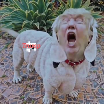 Trump dog 🐕🐶🐕