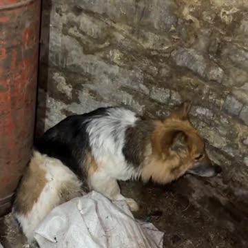 War Is... A Heartbreaking Scene in Sudzhan District