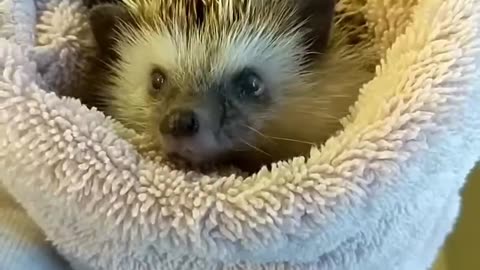 This girl rescued a hedgehog that had fallen into the river, and then...