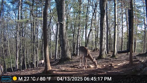 The Woods – 04/14/2025
