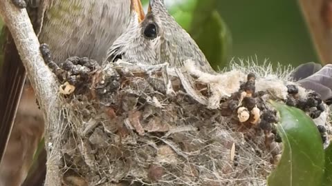 Anna's Hummingbird Nest
