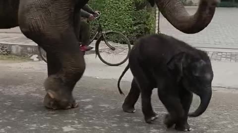 Baby Elephant Playing 🐘| Majestic Elephants in the Wild 🌿 Witness Their Power!