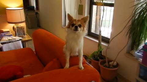 🤣🎤 Wait Until You Hear This Hilarious Singing! | FunFM