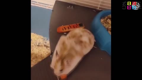 FUNNY HAMSTER TOP VIDEOS. Best Hamster Jokes 2025