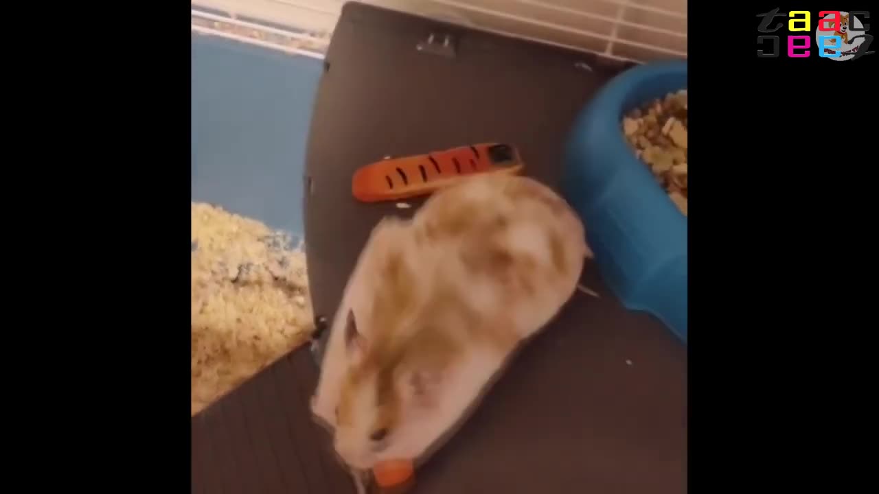 FUNNY HAMSTER TOP VIDEOS. Best Hamster Jokes 2025