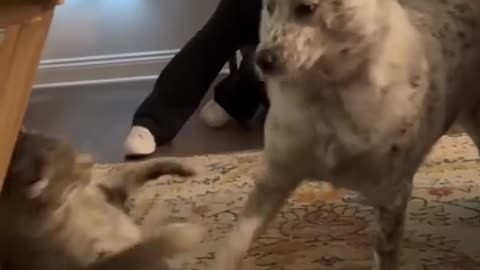 There’s a reason cats hate dogs