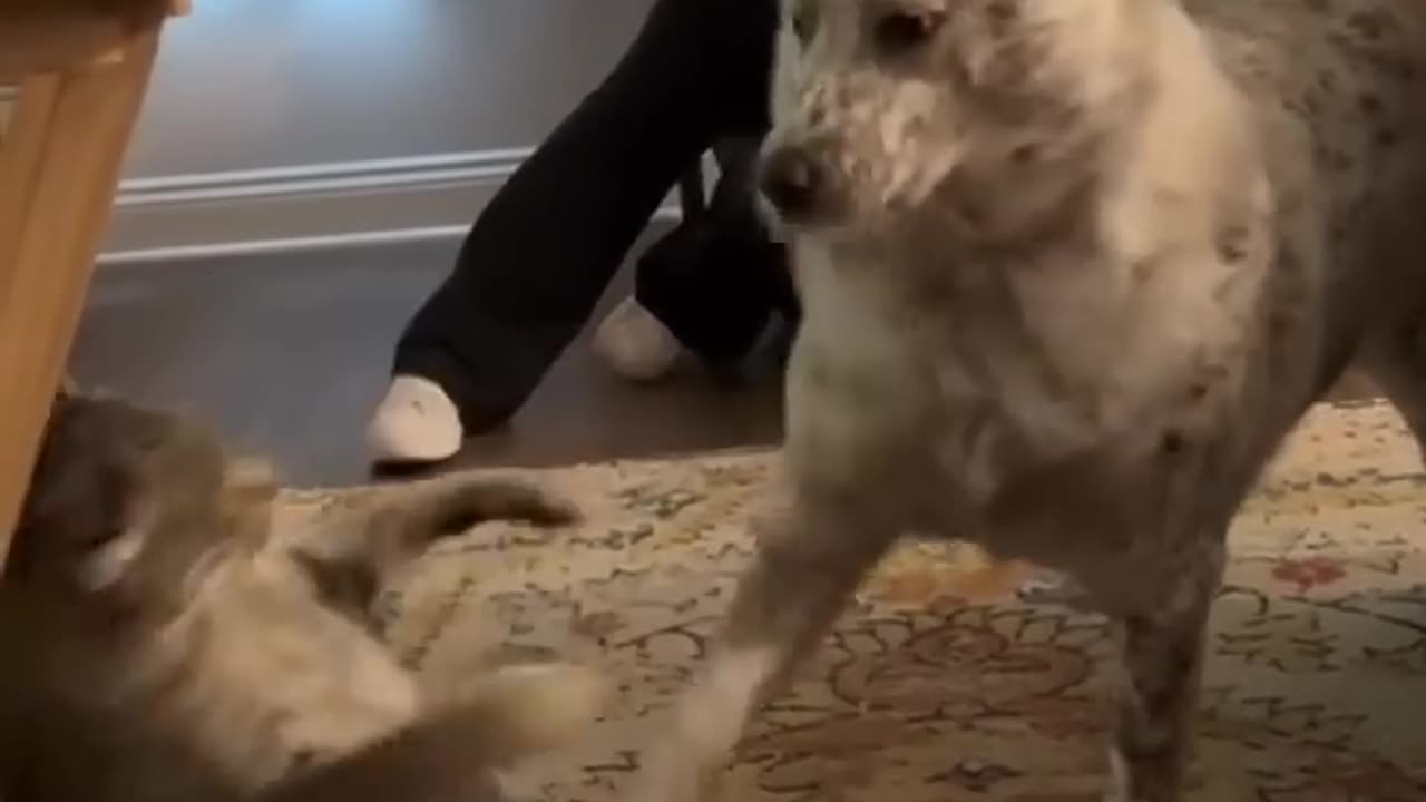 There’s a reason cats hate dogs