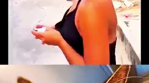 Cat vedio