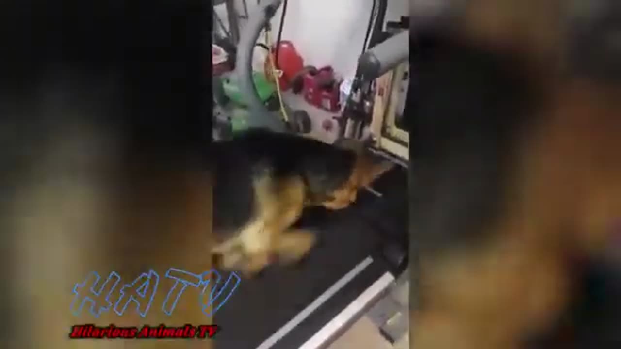 Funniest Try Not To Laugh Chalange