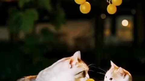 The Cat the Eggs & the Grapes A Funny Market Tale