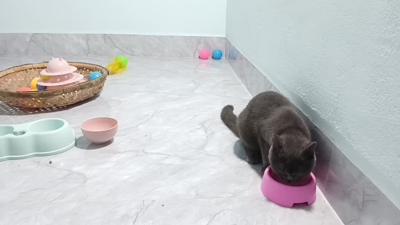 Dog & Cat Funny Acts