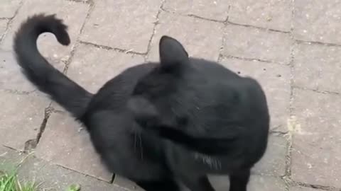 Funny animals