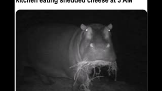 12725 Funny Laugh Out Loud Hilarious Memes Jokes Cartoons