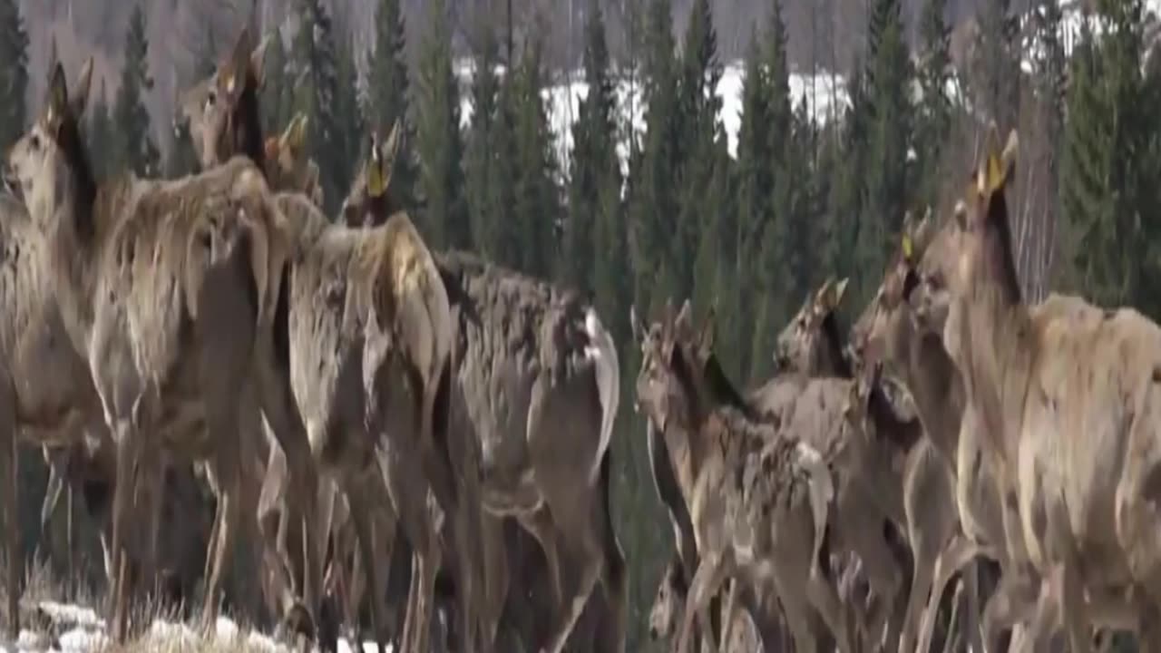 reindeer