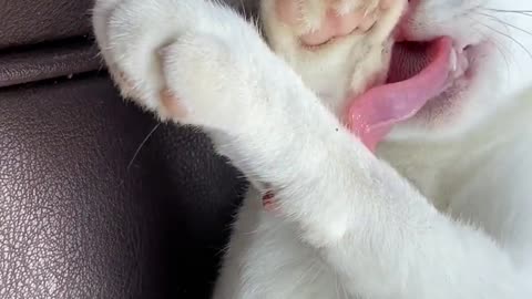 Cute Cat