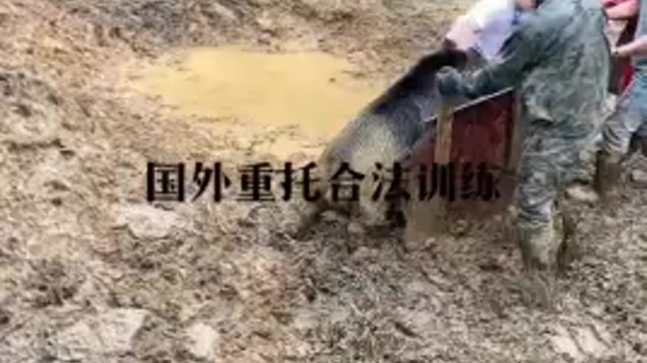 Dogo argentino vs boar