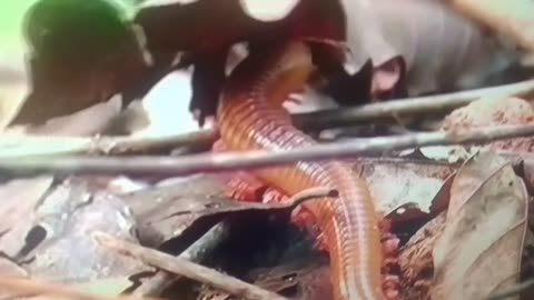 “These Arthropods Will Blow Your Mind 🤯 | Strange, Scary & Incredible!