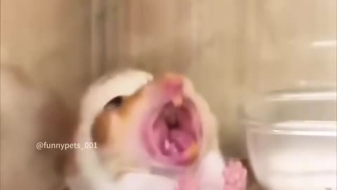 Hamster core
