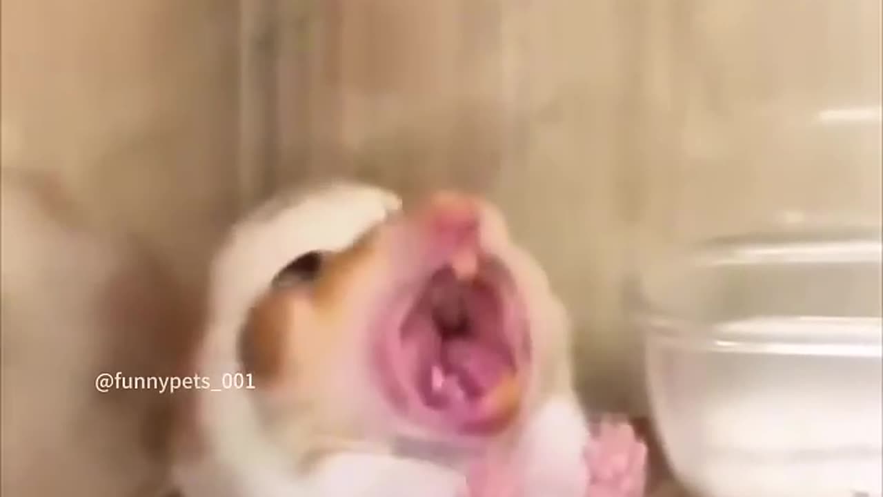 Hamster core