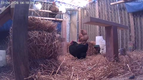 Perch Up, Already! ha ha ha