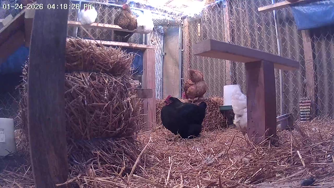 Perch Up, Already! ha ha ha