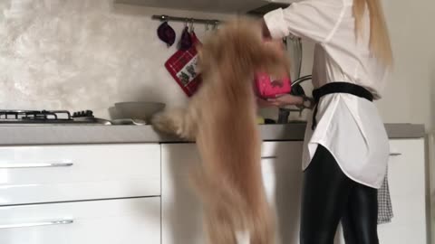 Toy Poodle's Tall Hops At Dinnertime