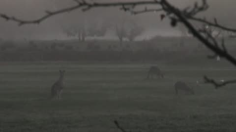 Roos - Early Morning at Jaya
