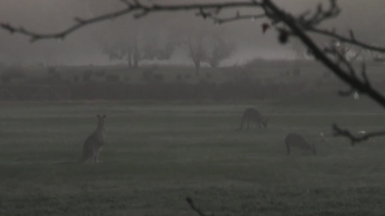 Roos - Early Morning at Jaya